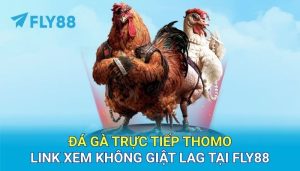 Đá gà trực tiếp Thomo - Link xem không giật lag tại FLY88