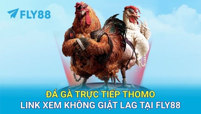 Đá gà trực tiếp Thomo - Link xem không giật lag tại FLY88